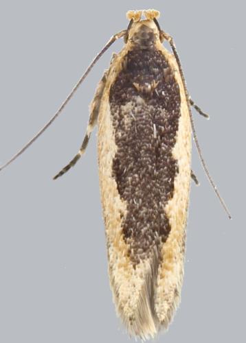 Réf. 302 201 : Cosmardia moritzella